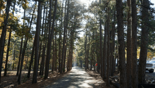 A sunlit path through tall pine trees, creating a serene forest atmosphere.