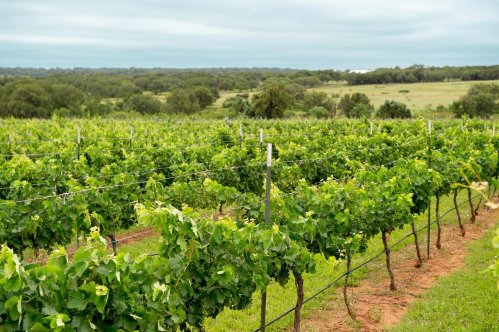 A lush vineyard with rows of grapevines stretching across a green landscape under a cloudy sky.