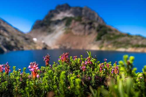 A vibrant foreground of pink flowers with a blurred mountain and lake in the background under a clear blue sky.