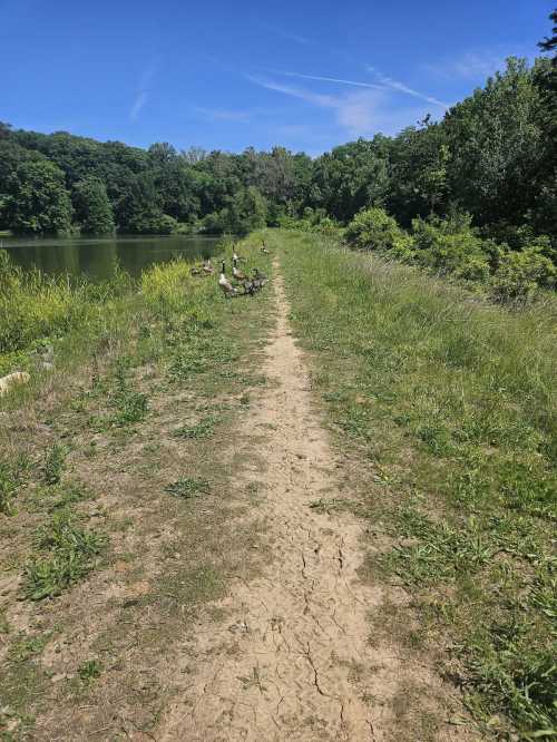 A dirt path lined with grass leads to a calm lake, with geese resting along the shore under a clear blue sky.