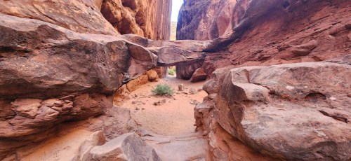 A narrow canyon with towering red rock walls and a small patch of green vegetation on the sandy floor.