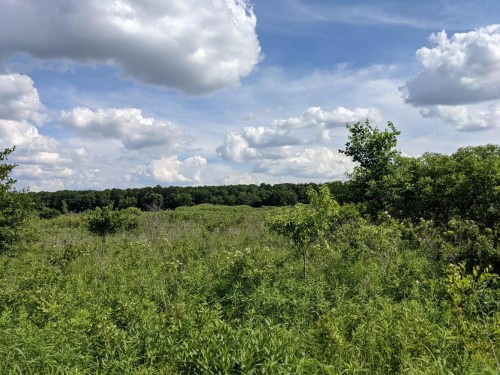 Lush green landscape with tall grass and trees under a blue sky filled with fluffy white clouds.