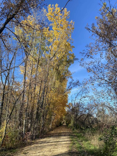 A dirt path lined with tall trees displaying vibrant yellow leaves under a clear blue sky.