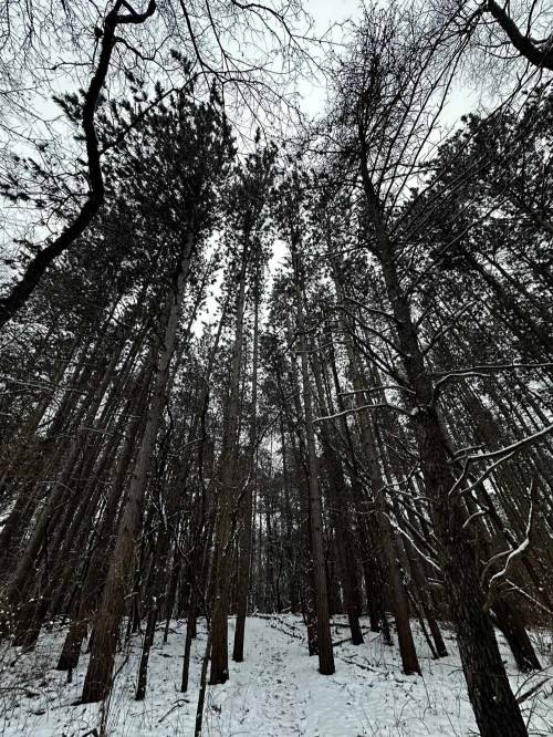 A snowy forest with tall trees reaching towards a cloudy sky, creating a serene and tranquil atmosphere.