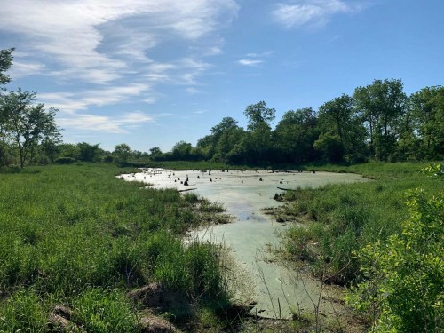 A serene wetland scene with green grass, trees, and a pond covered in algae under a clear blue sky.