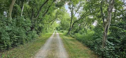 A serene dirt path lined with lush green trees and foliage, leading into a peaceful natural setting.