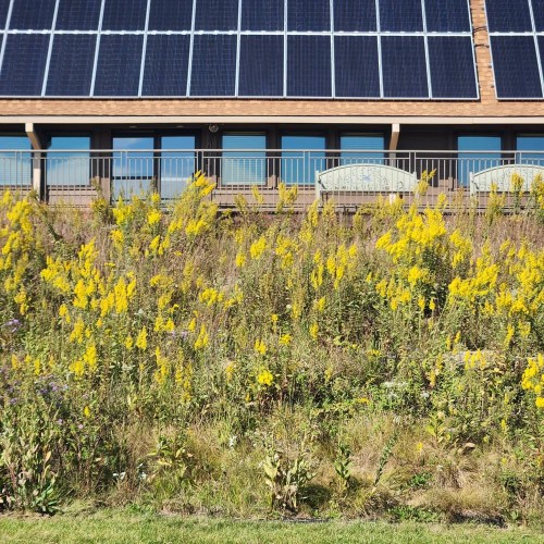 A building with solar panels on the roof, surrounded by vibrant yellow wildflowers and green grass.