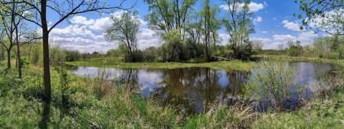 A serene landscape featuring a calm pond surrounded by lush greenery and trees under a blue sky with fluffy clouds.
