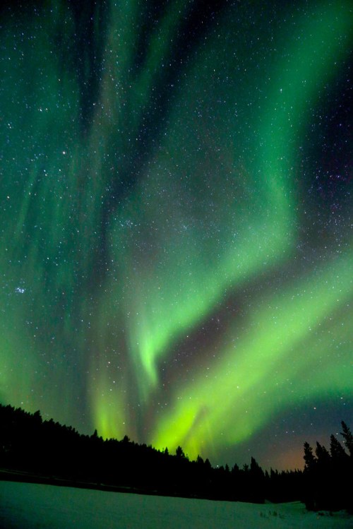 Vibrant green auroras dance across a starry night sky above a dark forest silhouette.