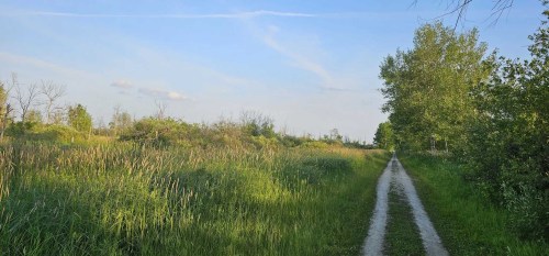 A serene dirt path winds through lush green grass and trees under a clear blue sky.