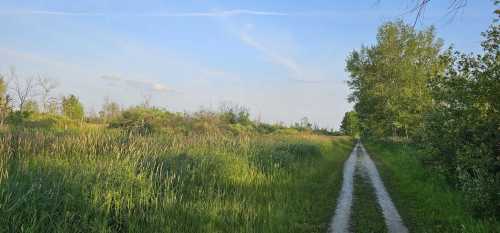 A serene dirt path winds through lush green grass and trees under a clear blue sky.