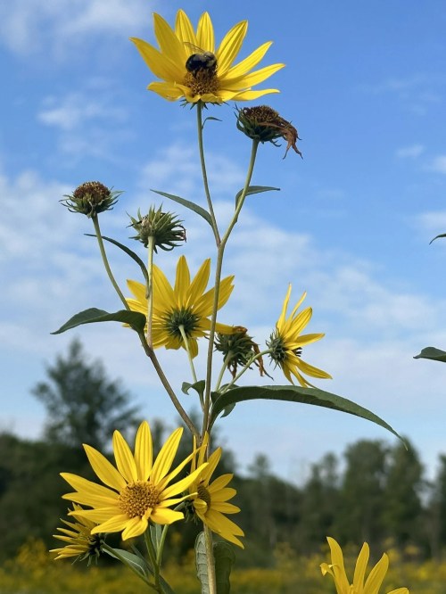 A tall plant with bright yellow flowers and bees, set against a blue sky with scattered clouds.