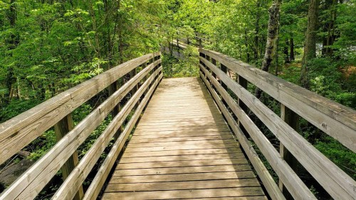 A wooden bridge leads through a lush green forest, surrounded by trees and dappled sunlight.