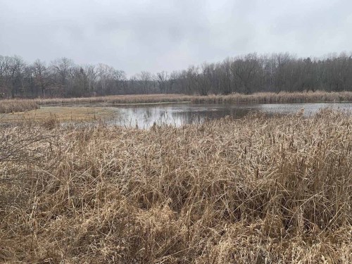 A tranquil wetland scene with tall grasses and a calm water body, surrounded by bare trees under a cloudy sky.
