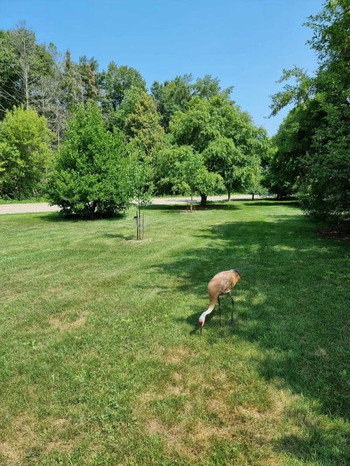 A crane forages on green grass in a park-like setting with trees and a clear blue sky in the background.