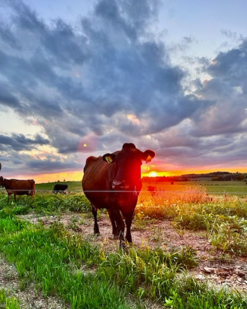 A cow stands in a grassy field under a colorful sunset sky, with clouds scattered above.