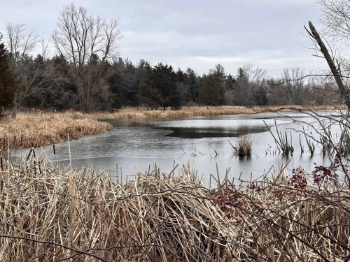 A serene wetland scene with still water, tall grasses, and bare trees under a cloudy sky.