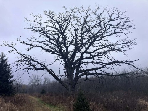 A bare, sprawling tree stands alone on a foggy day, surrounded by tall grasses and a winding path.