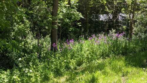 A lush green area with trees and a vibrant patch of purple wildflowers along a grassy path.