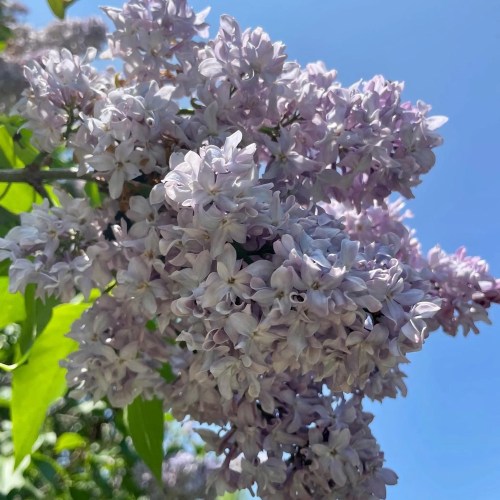 A close-up of lilac flowers in full bloom against a clear blue sky.