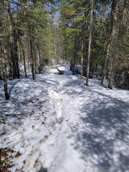 A snowy path winding through a forest, with sunlight filtering through the trees.