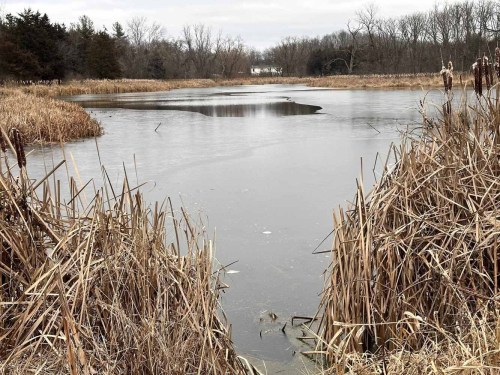 A serene winter scene of a frozen pond surrounded by tall grasses and bare trees under a cloudy sky.