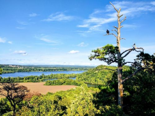 A scenic view of a river winding through lush greenery, with a lone tree and blue sky in the background.