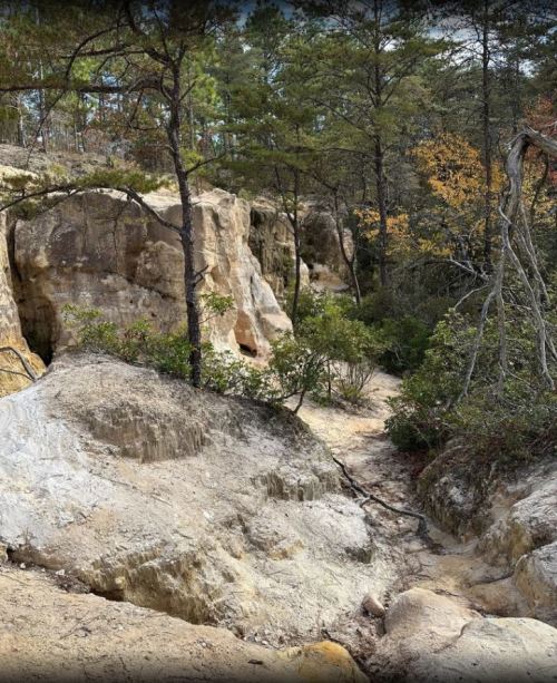 A rocky path winds through a forested area with tall trees and autumn foliage.