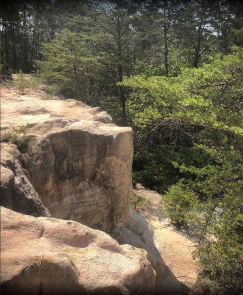 A rocky cliff edge overlooking a lush green forest with trees and shrubs in the background.