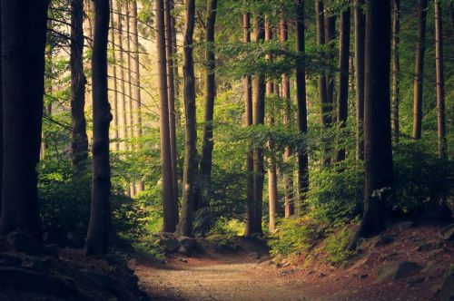 A serene forest path surrounded by tall trees and lush greenery, illuminated by soft, natural light.