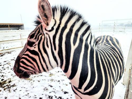 A close-up of a zebra's head and neck, showcasing its distinctive black and white stripes against a snowy background.