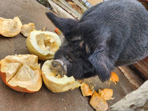 A black pig eating pieces of pumpkin on the ground, surrounded by pumpkin remnants.