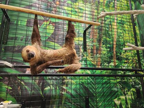 A sloth hanging upside down from a wooden bar in a lush, green jungle-themed enclosure.