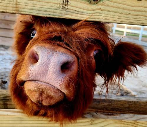 A close-up of a brown Highland cow's face peeking through a wooden fence, with big expressive eyes.