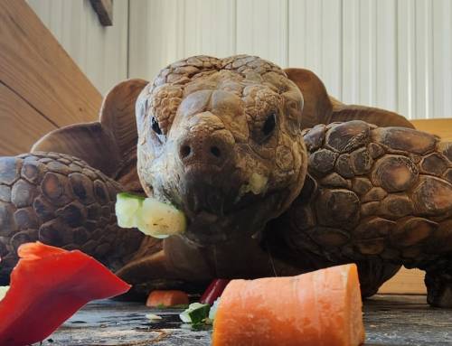 A large tortoise munches on colorful vegetables scattered around it.