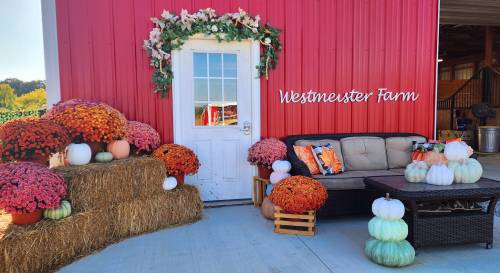 A cozy farm entrance with colorful mums, pumpkins, and a sofa, set against a red barn backdrop.