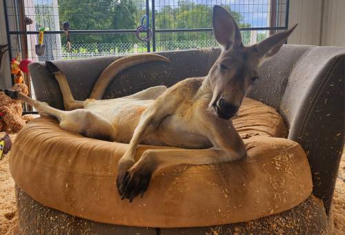 A kangaroo lounging comfortably on a large, round pet bed in a cozy indoor space.