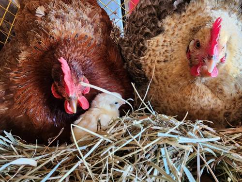 Two hens and a chick nestled in straw, with the hens displaying vibrant feathers and red combs.
