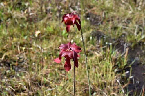 Two deep red flowers stand tall against a backdrop of green grass and soft earth.