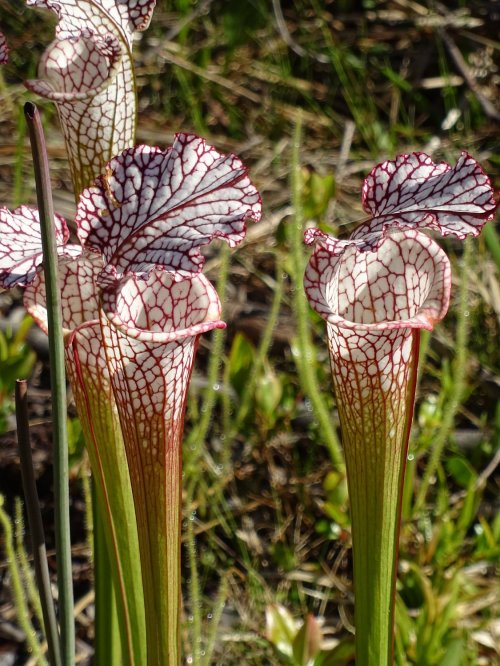 Close-up of vibrant pitcher plants with white and red patterned leaves, set against a green background.