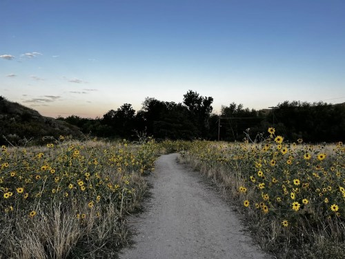 A dirt path winds through a field of sunflowers under a clear sky at dusk. Trees line the background.