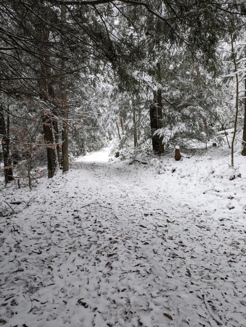 A snowy forest path surrounded by tall trees, with a light dusting of snow on the ground and branches.