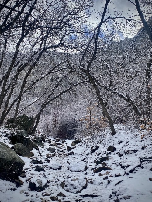 A snowy path winds through a forest with bare trees and rocky terrain, under a cloudy sky.