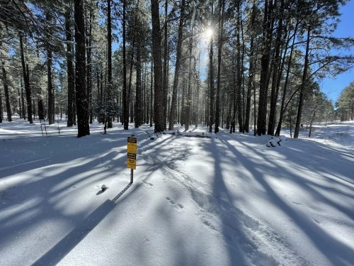 A snowy forest scene with tall trees, sunlight filtering through, and a yellow sign in the foreground.