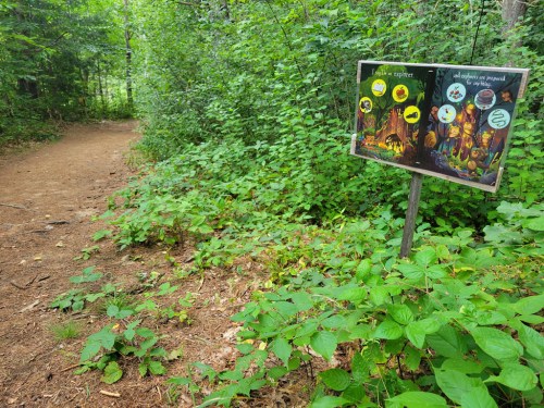 A forest path with lush greenery and an informational sign about local wildlife and plants.