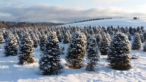 A snowy landscape filled with evergreen trees, blanketed in white, under a cloudy sky.
