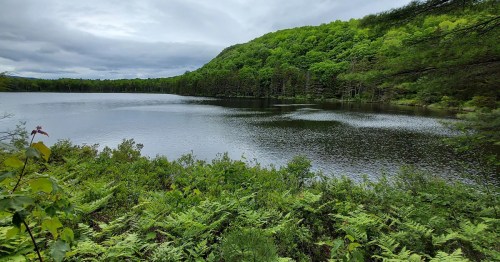 A serene lake surrounded by lush green hills and ferns under a cloudy sky.