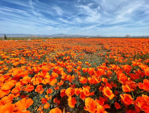 A vibrant field of orange poppies under a blue sky with wispy clouds, stretching into the distance.