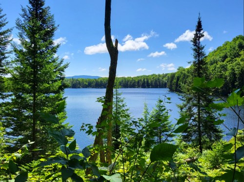 A serene lake surrounded by lush green trees under a clear blue sky with fluffy white clouds.