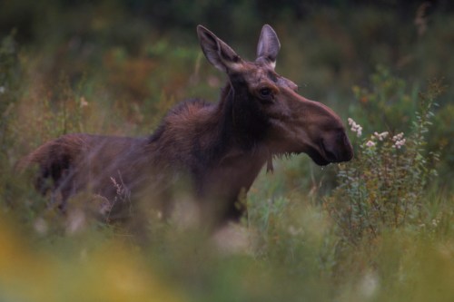 A moose stands among tall grass and foliage, partially obscured by the surrounding vegetation.